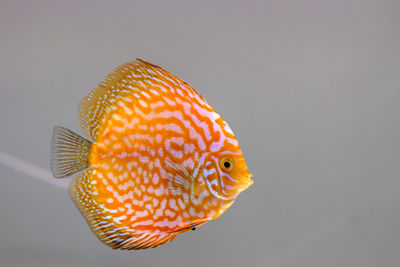 Close-up of orange fish in tank