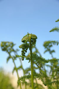 Low angle view of plant against clear sky