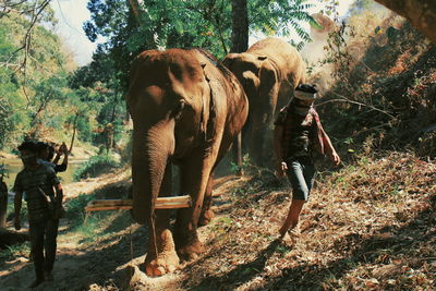 View of elephant in forest