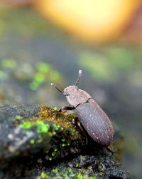 Close-up of insect on rock