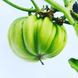 Close-up of green leaves