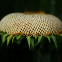 Sunflower seed head 