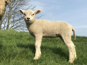 Sheep standing on field against sky