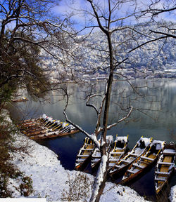 Scenic view of bare trees by plants during winter