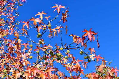 Low angle view of tree against clear blue sky