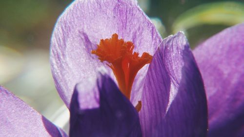 Close-up of purple flower blooming outdoors