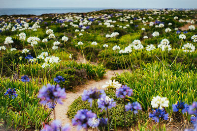 Close-up of purple flowering plants on field