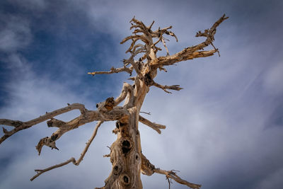 Low angle view of tree against sky