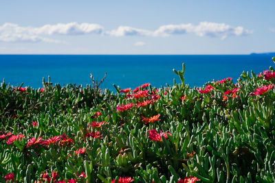 Flowering plants by sea against sky