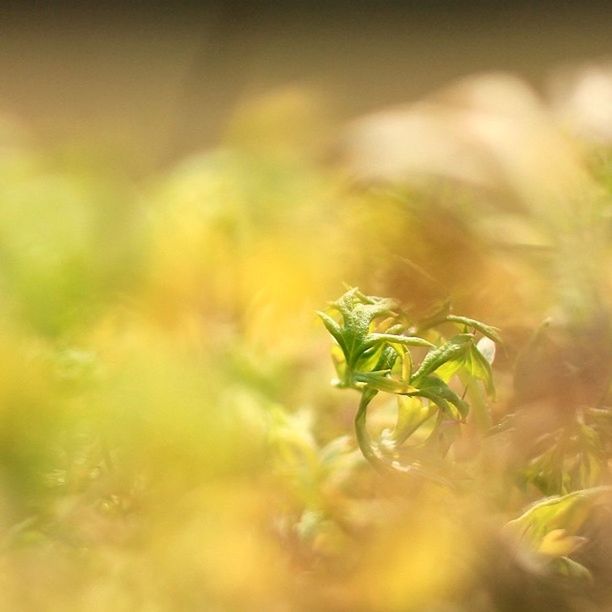 growth, plant, selective focus, close-up, focus on foreground, leaf, nature, green color, freshness, beauty in nature, growing, outdoors, yellow, day, no people, stem, tranquility, fragility, green, sunlight