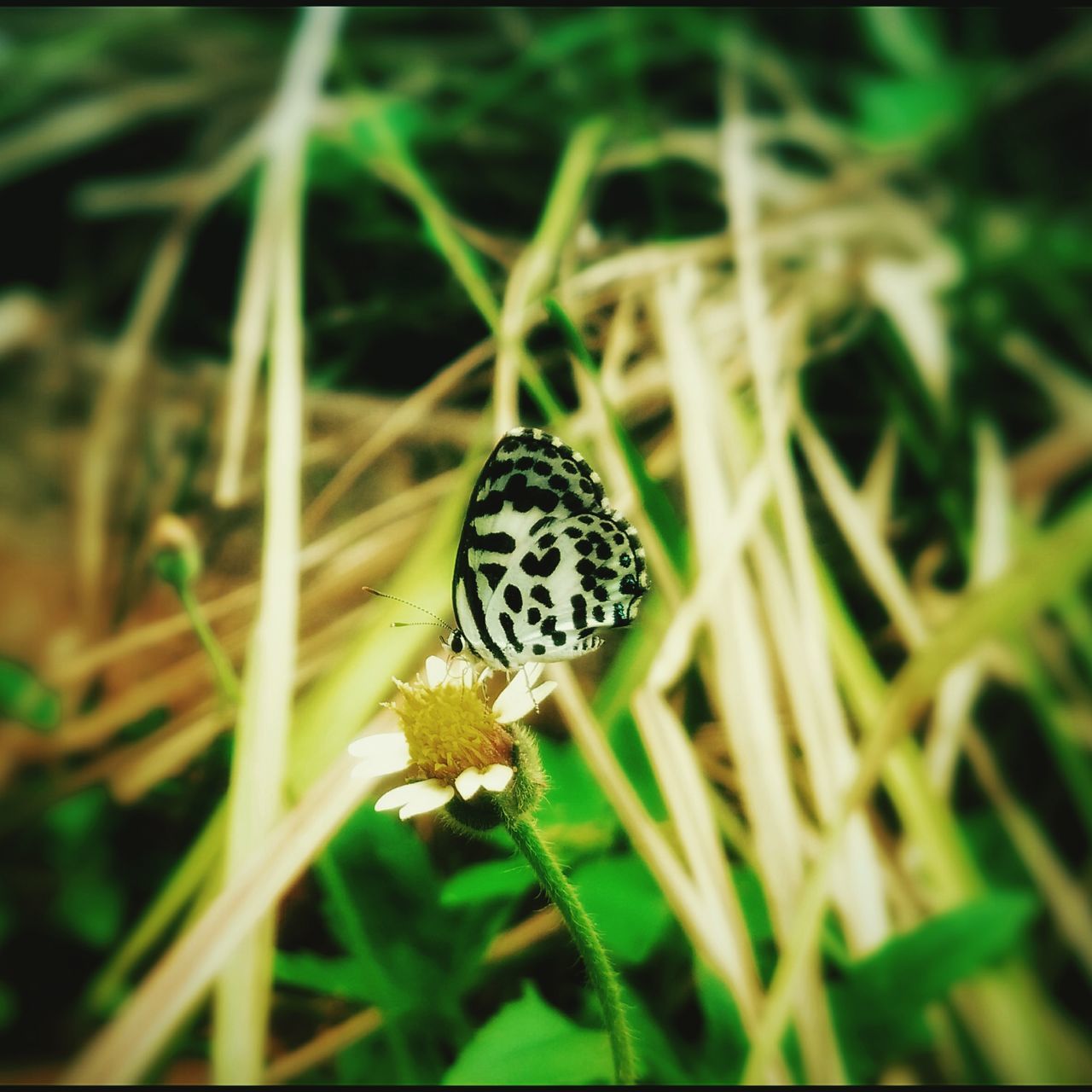 animals in the wild, animal themes, one animal, wildlife, butterfly - insect, insect, butterfly, animal markings, plant, close-up, beauty in nature, focus on foreground, nature, flower, growth, natural pattern, fragility, perching, outdoors, no people