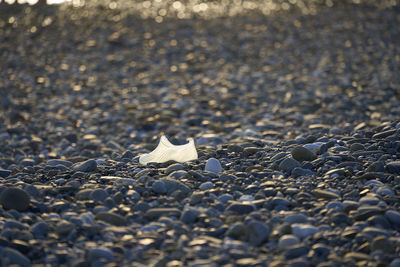 High angle view of shells on shore