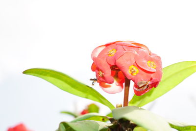 Close-up of red rose flower against white background