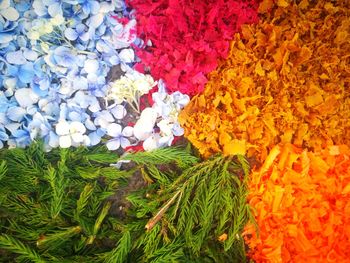 High angle view of multi colored flowers on plant for sale