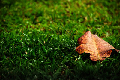 Close-up of dry leaves on land