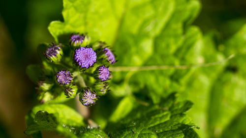 Close-up of purple flowers