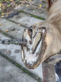 Horse nail - hoof care. the master farrier check keratin, trimming and balancing horses hooves.