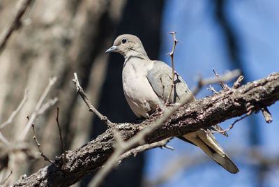Low angle view of bird perching on branch