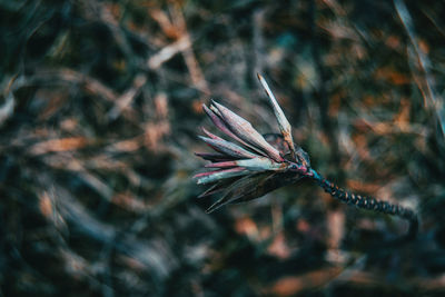 Close-up of dried plant on field