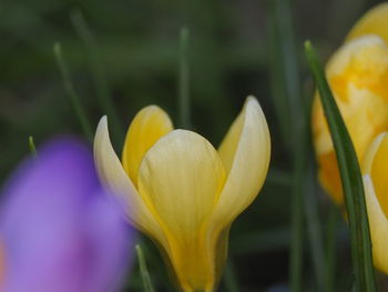 Close-up of yellow crocus flower