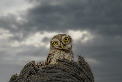 Close-up portrait of spotted owlet from below