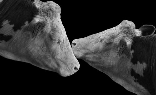 Beautiful two black and white couple cows in the black background