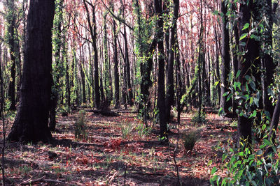 Trees in forest