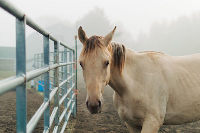 Horse standing in ranch