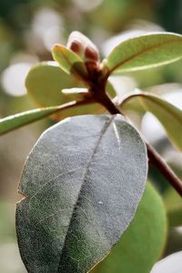 Close-up of fruit growing on tree