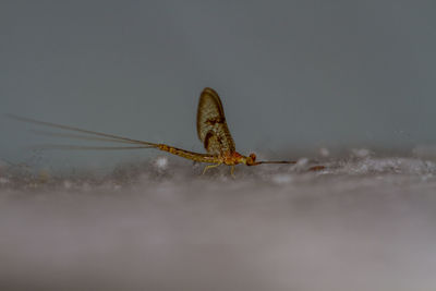 Close-up of grasshopper