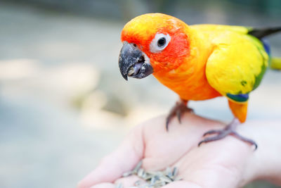 Close-up of a hand holding bird