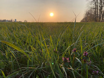 Crops growing on field against sky during sunset