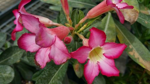 Close-up of pink flowers blooming outdoors