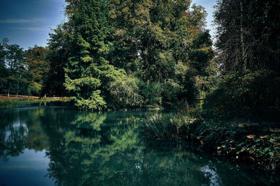 Scenic view of lake in forest