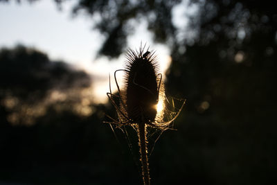 Close-up of dandelion on field against sky