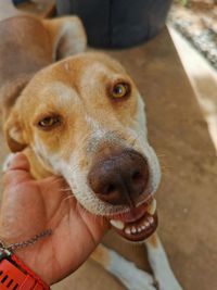 Close-up portrait of a dog