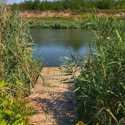 Plants growing by lake