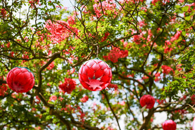 Low angle view of red lanterns hanging on branches