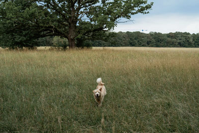 Dog on a field