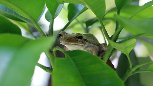 Close-up of frog on leaves