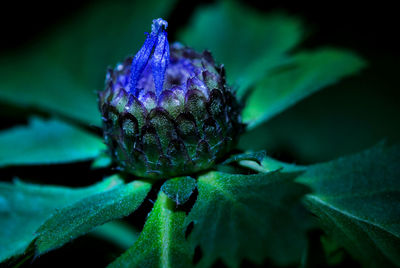 Close-up of purple flower