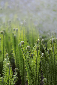 Close-up of fern growing