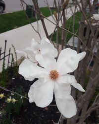 Close-up of white flower blooming outdoors