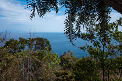 Scenic view of palm trees against sky