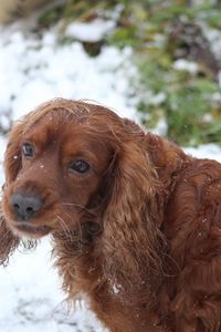 Close-up of dog