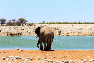 Elephants drinking water