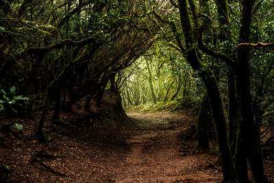 Road amidst trees in forest