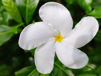 Close-up of white flower