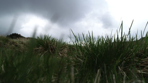 Close-up of grass on field against sky