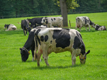 Fields and meadows near winterswijk in the netherlands